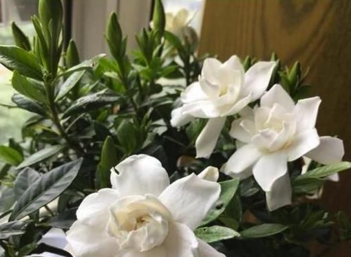  『修剪』栀子花不开花，做好这三点，秒变开花机！