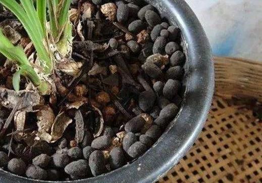 羊粪■鸭掌木用点“渣”,10年死不了,枝干强壮、叶片密,养成“森林”