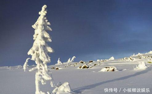 世界寿命最长十棵树：四棵在中国，近3000年历史，土豪也买不起