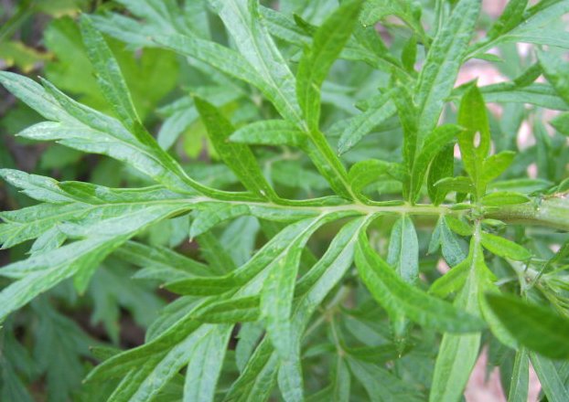  『不妨』家里总是有蚊虫，不妨养些驱蚊植物，高效驱蚊，环保健康，超香