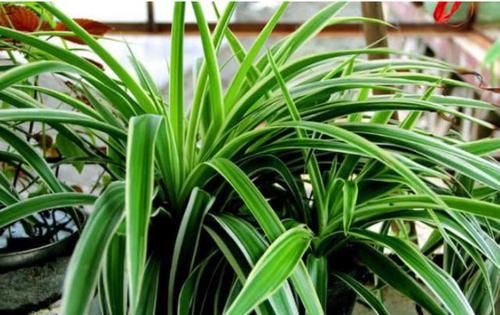  「营养」养绿萝、吊兰，掌握“关键4点”，不烂根、不黄叶，新芽蹭蹭长！