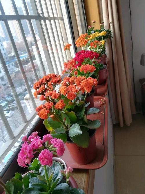  [耐阴]家里养花“光照差”？，推荐6种花，耐阴还漂亮，不见太阳就嗖嗖