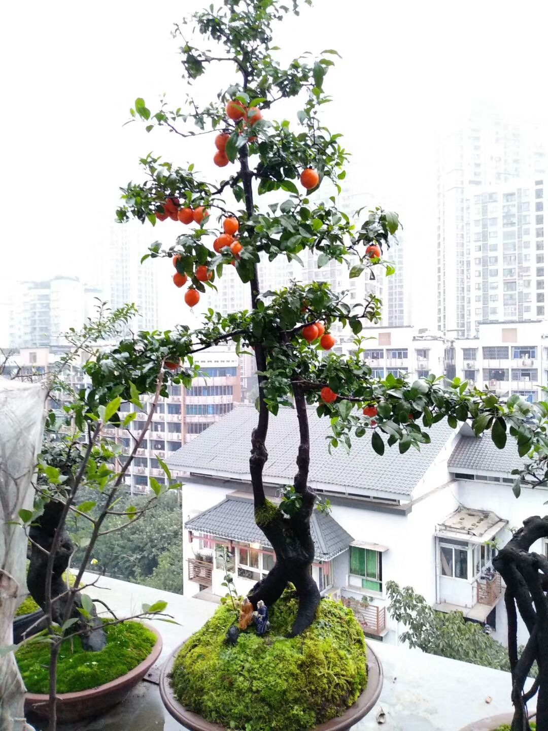 金弹子树桩盆景很有欣赏性，有的的确很美丽!