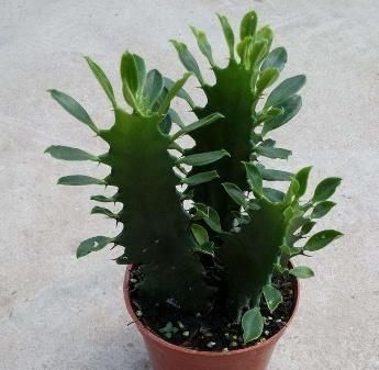  『全家』“甲醇、甲醛”怕2种植物，家里养一盆，呼吸舒畅，全家都健康