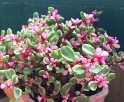  [更肥]雅乐之舞不难养，4个“细节”掌控好，叶子更肥更漂亮