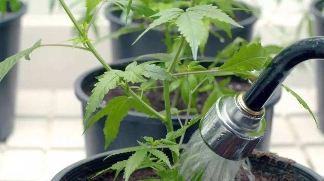  技巧■养花浇水技巧，这样做，十年不烂根！