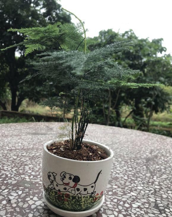  衣裳：文竹黄叶子，涂点“防晒霜”，穿个“新衣裳”，黄叶变“墨绿”