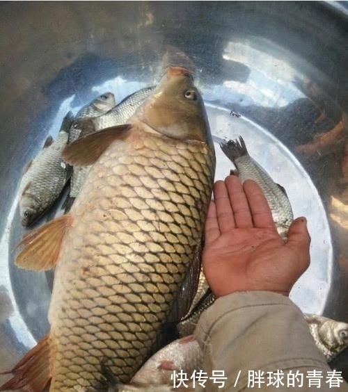  可老钓友|野生大鲤鱼很难钓？可老钓友只用了4招，大鲤鱼就乖乖上岸了