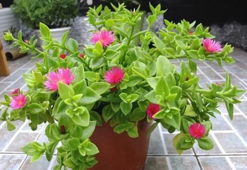  『室内空气』此花花量大，花色艳，花期长，长势茂盛