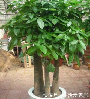  「选择」喜欢在家中养护花卉，就选择开花量繁多，花期长，花色艳的3种花