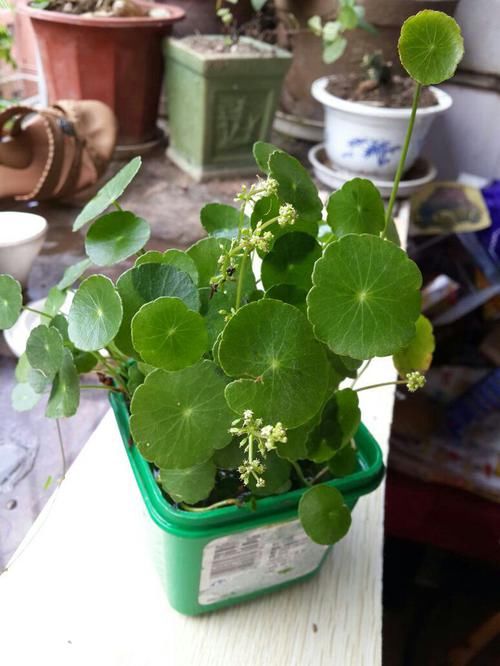  随便：还有比铜钱草更好养的绿植吗？随便一丢就能活！
