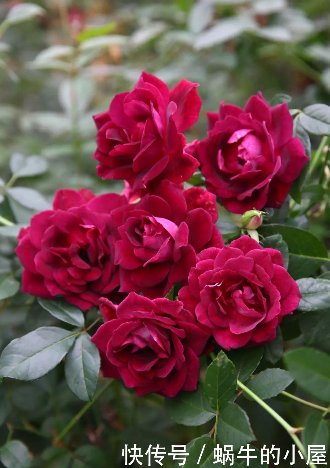 『值得』喜欢养护漂亮的花卉,就选择“3”种花卉,开花量大,值得拥有
