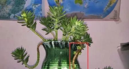  『千佛手的叶』多肉植物千佛手爆侧芽方法技巧