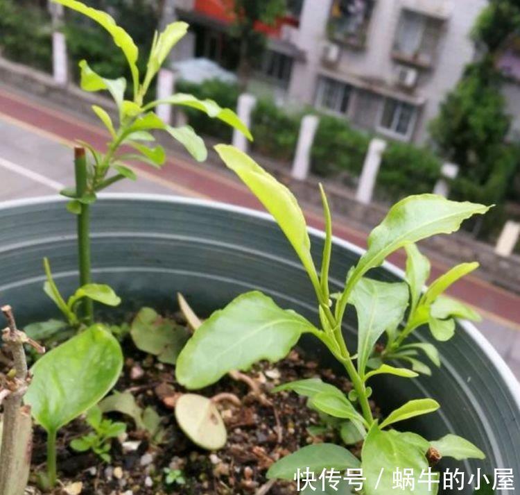 『常养』常养4种花,好养易活沾土就活，有水就疯长，开花量大能爆盆