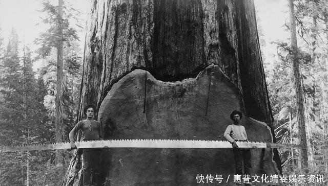 「伐木」直击百年前美国人伐木千年古树被粗暴砍倒,巨树面前人类太渺小