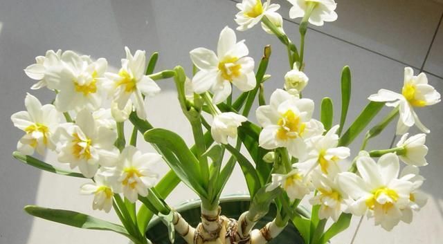 漂亮|喜欢养护漂亮花卉,就选择花大色艳、花期长,开成花海的5种花卉