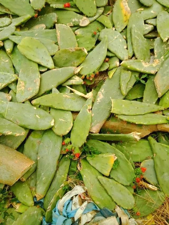  慎养■这花要慎养，每年砍掉3麻袋，照样蹭蹭长