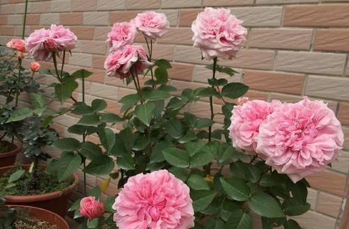 『添点』想沾花惹草,给居室添点美?那试试3种绿植,美观好养杀细菌
