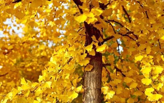  传家宝@他养此树“10”年，作为“传家宝”，一盆上万，人人都能动手养~