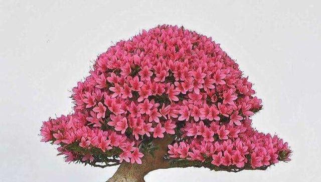 「恢复」杜鹃花的叶片发黄?做好这几点,让其重新恢复生机!