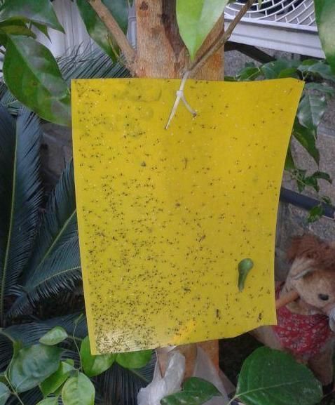 【小虫】养月季,花苞残了,就是大名鼎鼎的“蓟马”横行,当心月季毁容