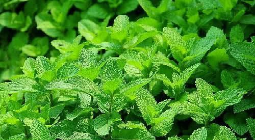  厉害：厨房里养一盆这种植物，净化空气超厉害，油烟异味全跑开！