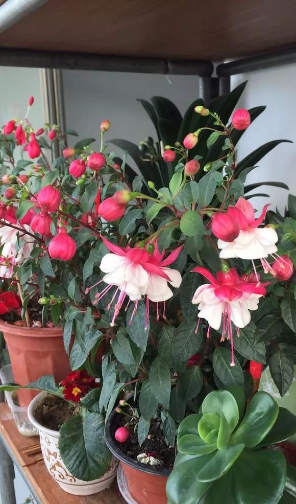 『灯笼』倒挂金钟四季常绿，花朵颜色艳丽，开花像灯笼，赶紧养一盆