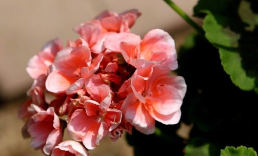  #植物#4种真正“开花王”,沾土就活,随便养都开花不断,开花一簇簇!