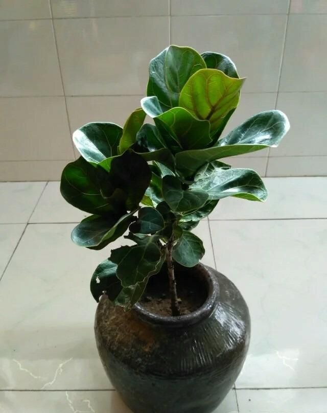  【豆瓣绿】观叶植物养一盆，叶子比花朵还好看，你们家里养了那些？