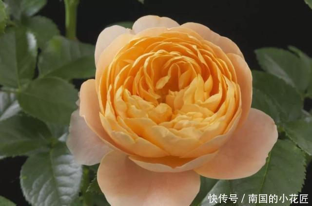  开花|3种花非常好养，简单一养就爆盆，花色丰富四季开花，谁养谁喜欢