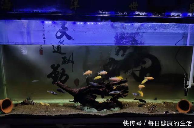  养鱼老道■纯自然方法饲养观赏鱼，过滤系统饲养观赏鱼，这两个方法哪个好