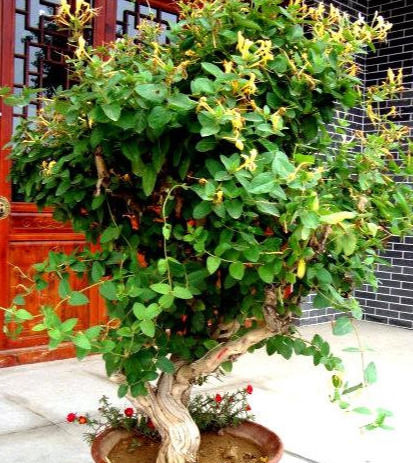  [新宠]盆栽新宠金银花，掌握5个养护技巧，开花一波又一波！