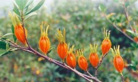 栀子花|栀子有很多种，我们都喜欢。你喜欢哪一个？