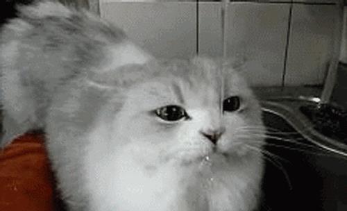 千滚水致癌 隔夜水有毒？别慌 真相在这里