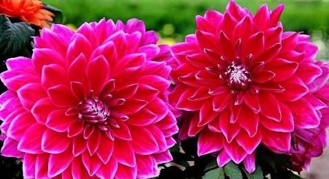  『花色』大丽花花色丰富多样，花色艳，花期长，值得养护观赏