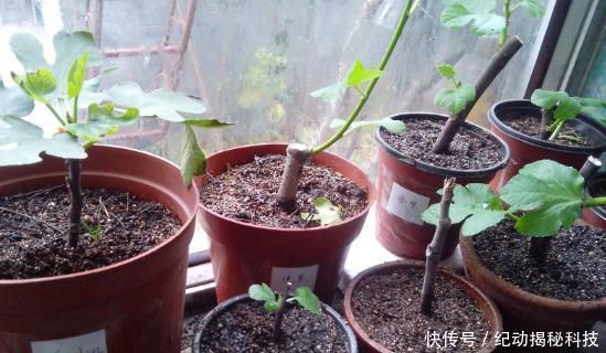 吃不完■剪根无花果枝条插土里,这么一处理,生根发芽快,结的果子吃不完