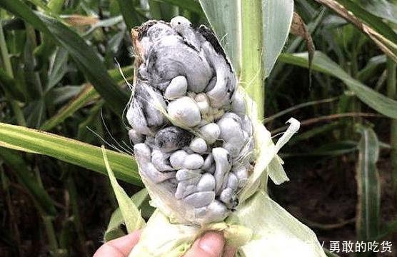 庄稼产生病虫害，老农不伤心反而很开心，摘下就能卖出高价