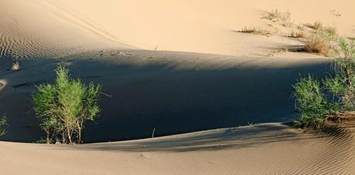 致敬中国“治沙人”：30年种8亿棵树，拯救了沙漠附近10万居民！