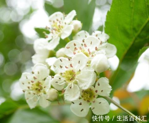  #口诀#开春养花，参考4句“口诀”，学会了花草“嗖嗖长”，不愁养不旺