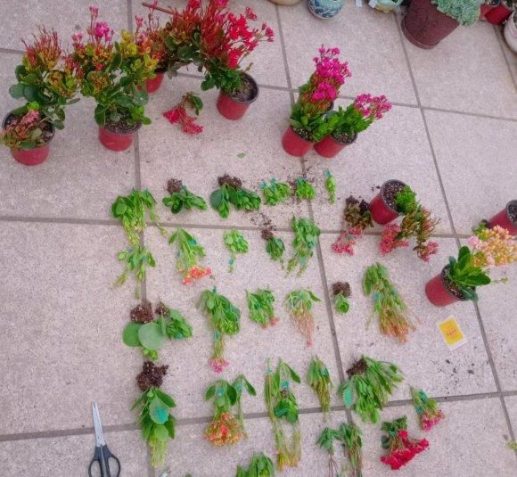 「开完」长寿花开完了，掐点枝，用“复制粘贴”法，轻轻松松繁殖30盆