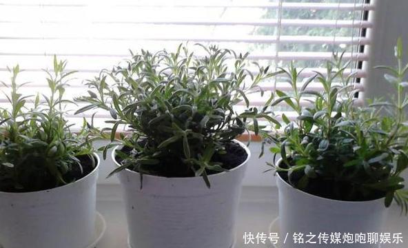 「盆栽技巧」夏季烦恼高温天蚊蝇乱飞?趁早盆栽4种植物,既能观赏又贼实用