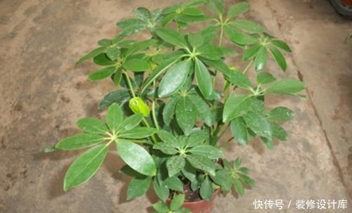 摆错■养花有门道,卧室客厅有差异,摆对了能旺人,很多人都摆错了
