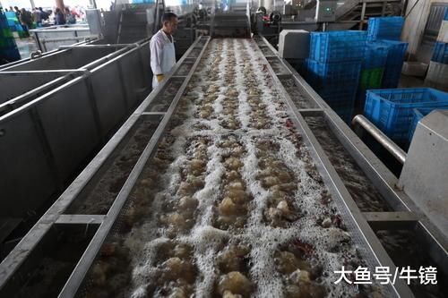 出征世界杯! 农村淘宝10万只中国小龙虾乘专列