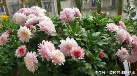 次水就行@阳台变花园,8种花现在养,半个月就爆满阳台,长的飞快花也多