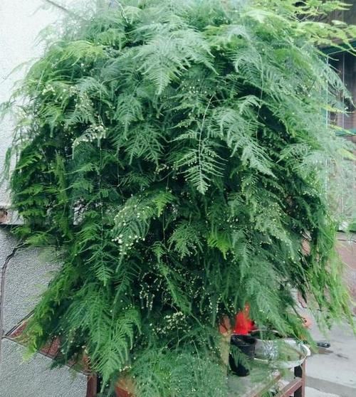  【合适】如何打理文竹合适又实用？4点做到位，植株枝叶繁茂、长得旺