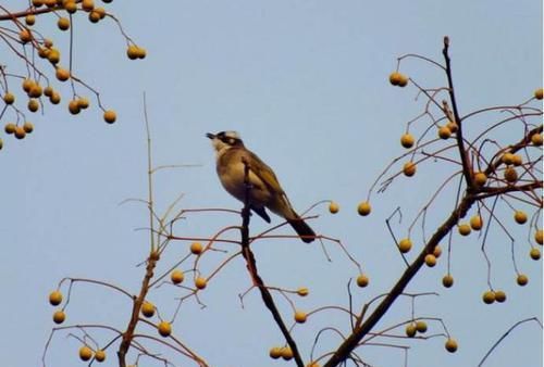  「特长」它本是绿化树“头牌”，却因起特长被淘汰，如今农村都不多见