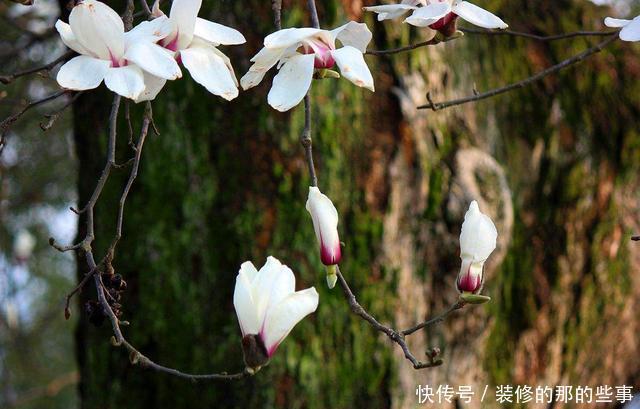  红豆杉|4种“如意”树，一边欣赏一边乘凉，种在院子寓意好