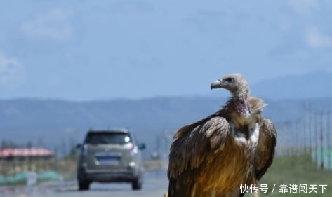 惊奇！青海这段公路出现世界上最大的猛禽……