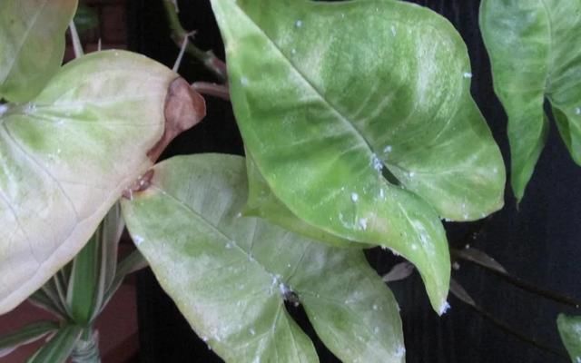  『植物的叶片』预防植物感染虫害要掌握几个技巧，否则容易感染这8种常见害虫
