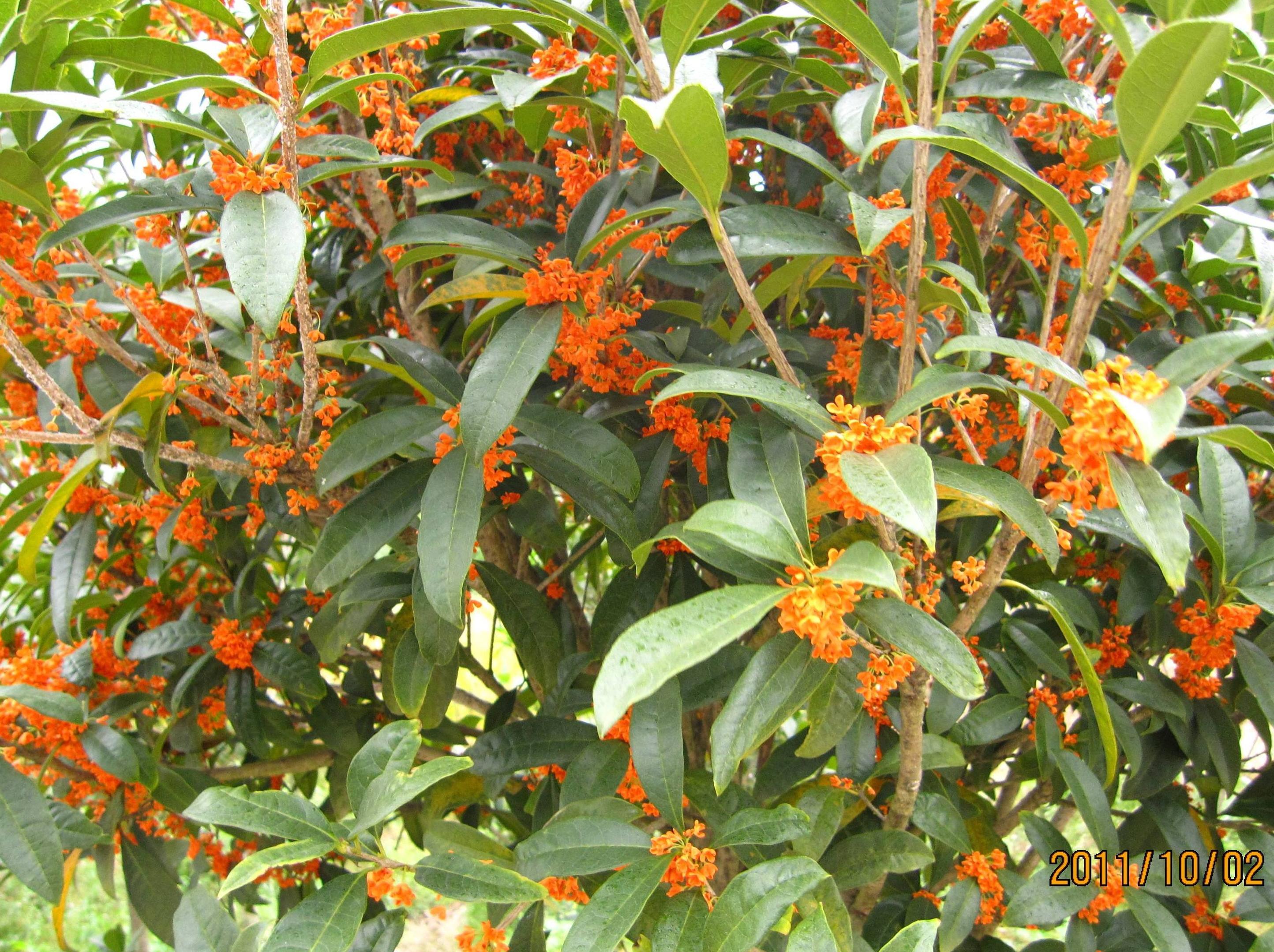 这5种“镇宅树”，家门口种一棵，枝繁叶茂，每年都开花结果！